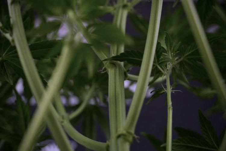 GMO Cookies Served with extra curiosity. Week 7 - GMO Cookies 03 after defoliation 