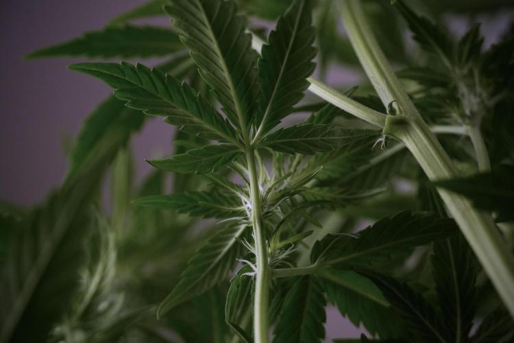 GMO Cookies Served with extra curiosity. Week 7 - GMO Cookies 03 after defoliation 