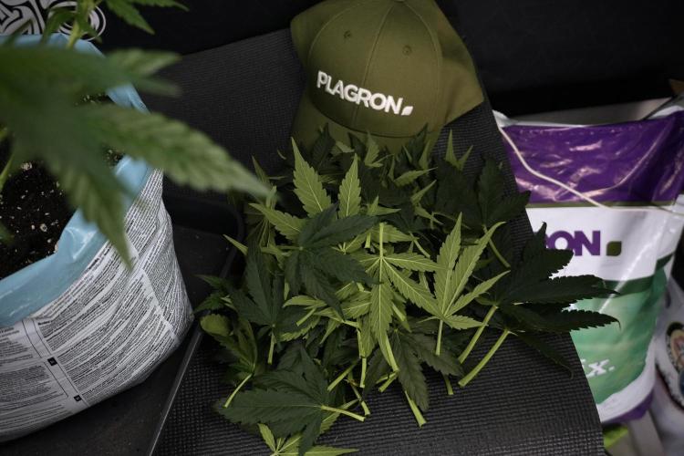 GMO Cookies Served with extra curiosity. Week 7 - Leafs