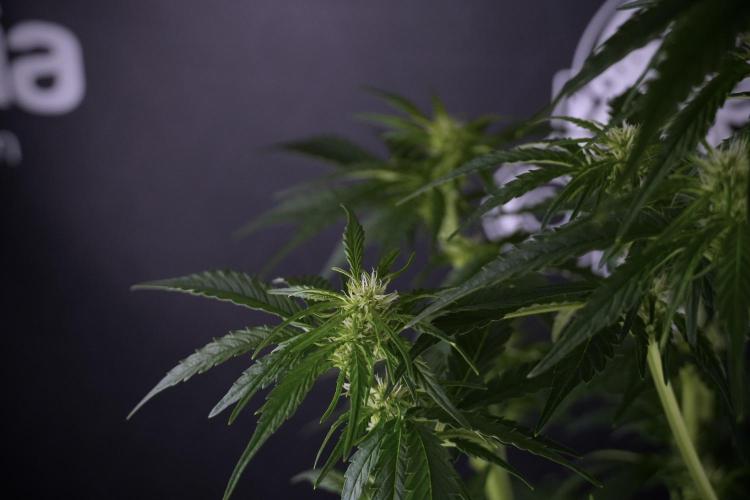 GMO Cookies Served with extra curiosity. Week 7 - GMO Cookies 03 after defoliation 