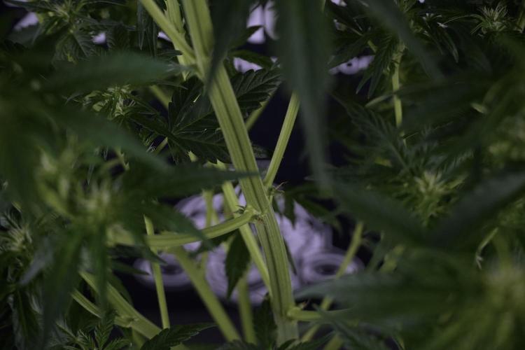 GMO Cookies Served with extra curiosity. Week 7 - GMO Cookies 03 after defoliation 