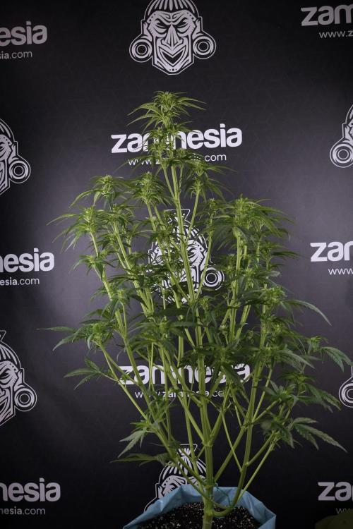 GMO Cookies Served with extra curiosity. Week 7 - GMO Cookies 03 after defoliation 