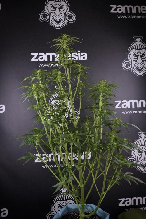 GMO Cookies Served with extra curiosity. Week 7 - GMO Cookies 03 after defoliation 