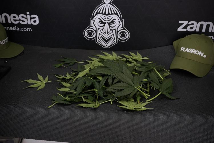 GMO Cookies Served with extra curiosity. Week 7 - Leafs 