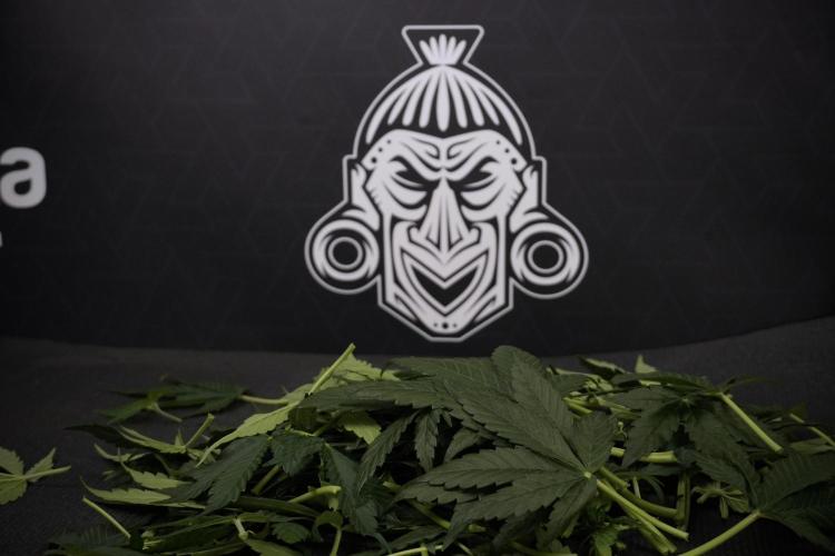GMO Cookies Served with extra curiosity. Week 7 - Leafs 