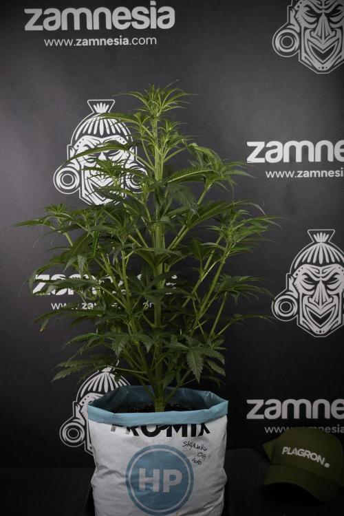Skywalker OG Legends of the 12/12 Galaxy. Week 7 - Sky Walker OG one plant Before defoliation 