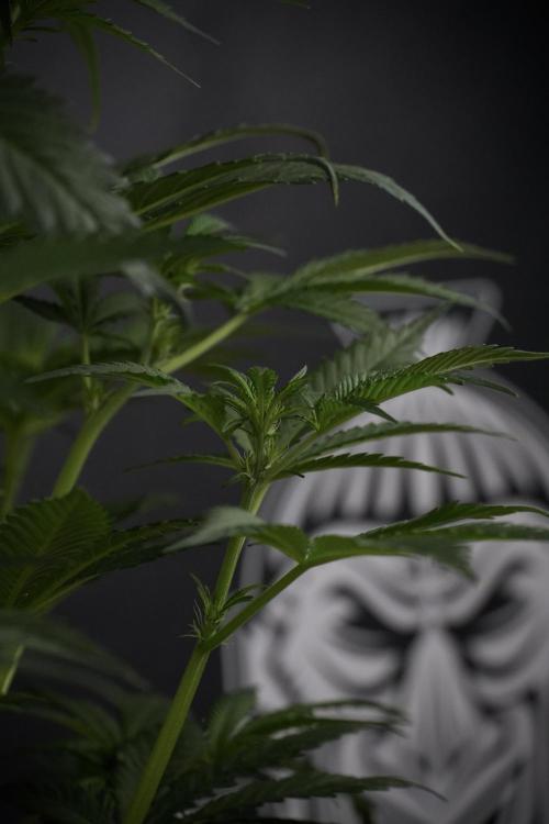 Skywalker OG Legends of the 12/12 Galaxy. Week 7 - Sky Walker OG one plant Before defoliation 
