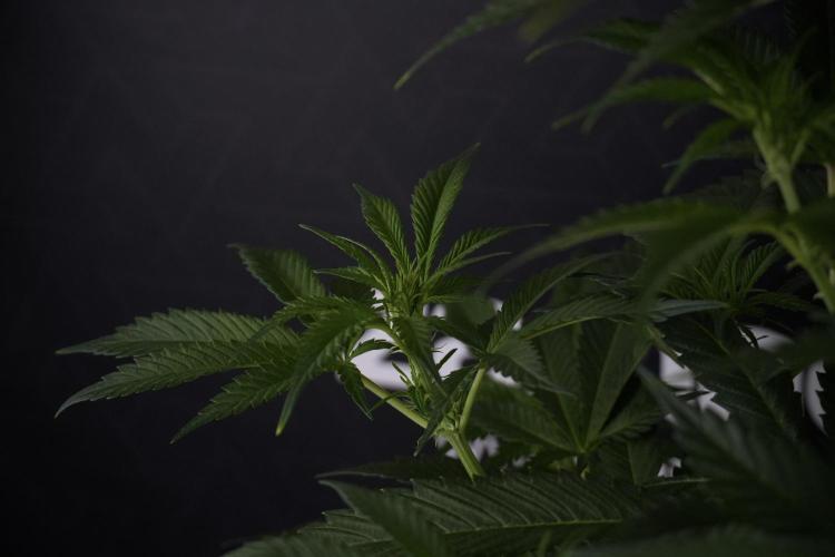 Skywalker OG Legends of the 12/12 Galaxy. Week 7 - Sky Walker OG one plant Before defoliation 