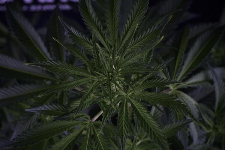 Skywalker OG Legends of the 12/12 Galaxy. Week 7 - Sky Walker OG one plant Before defoliation 