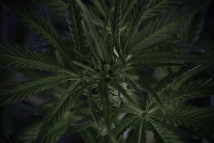 Skywalker OG Legends of the 12/12 Galaxy. Week 7 - Sky Walker OG one plant Before defoliation 