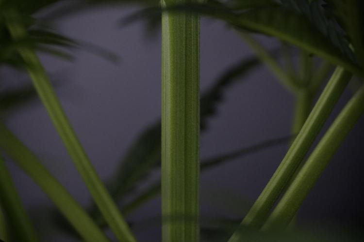 Skywalker OG Legends of the 12/12 Galaxy. Week 7 - Sky Walker OG one plant Before defoliation 