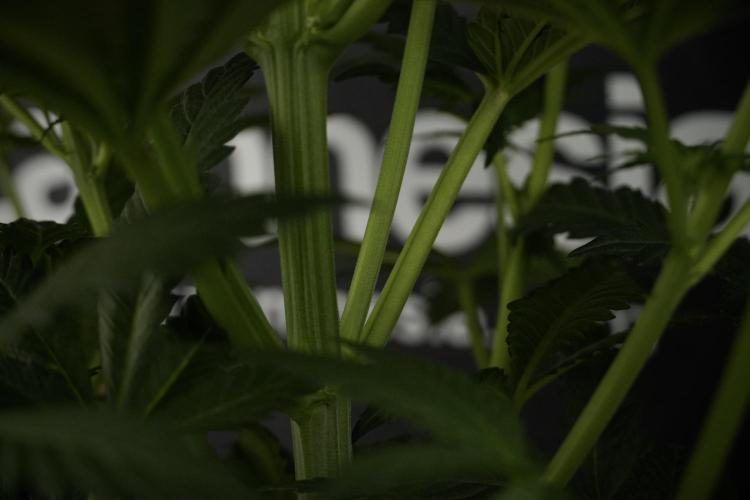 Skywalker OG Legends of the 12/12 Galaxy. Week 7 - Sky Walker OG one plant Before defoliation 