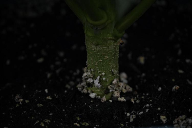 Skywalker OG Legends of the 12/12 Galaxy. Week 7 - Sky Walker OG one plant Before defoliation 