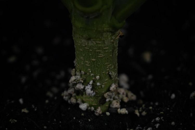 Skywalker OG Legends of the 12/12 Galaxy. Week 7 - Sky Walker OG one plant Before defoliation 