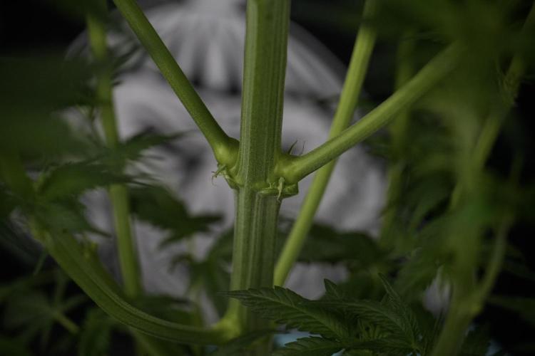 Skywalker OG Legends of the 12/12 Galaxy. Week 7 - Sky Walker OG one plant after defoliation 