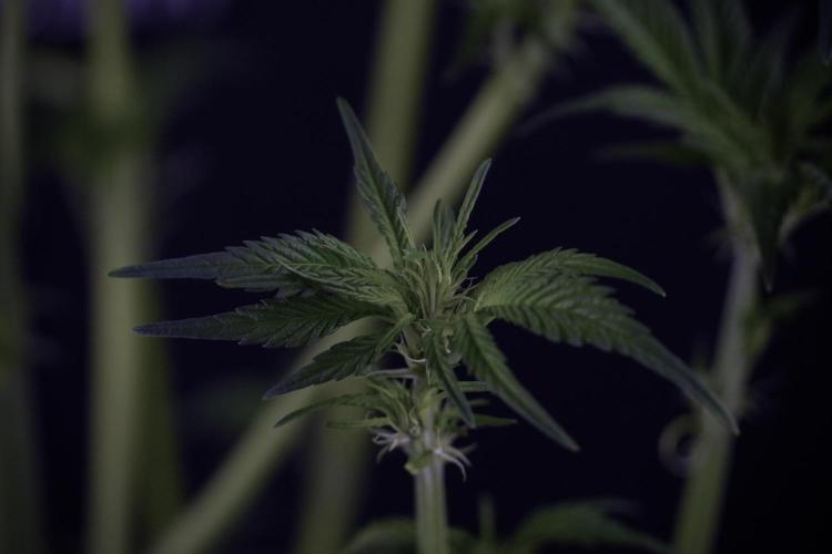 Skywalker OG Legends of the 12/12 Galaxy. Week 7 - Sky Walker OG one plant after defoliation 