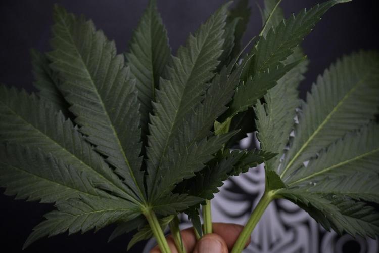 Skywalker OG Legends of the 12/12 Galaxy. Week 7 - Leafs