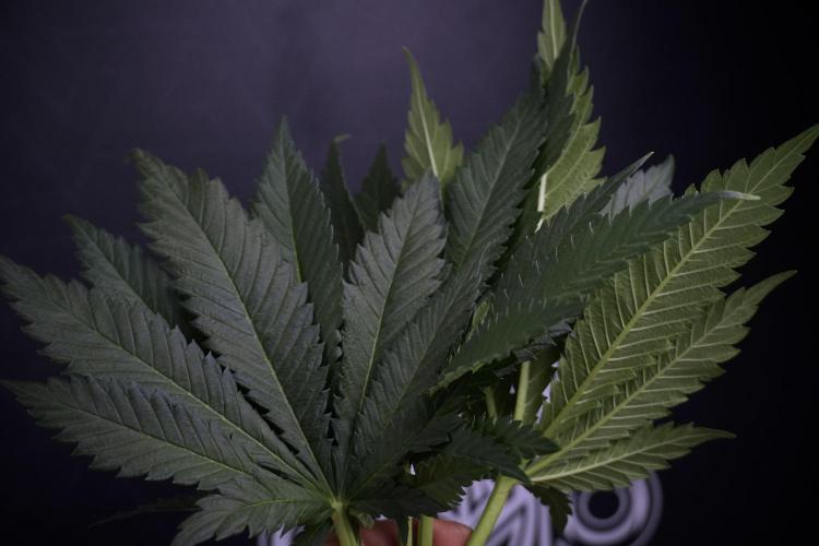 Skywalker OG Legends of the 12/12 Galaxy. Week 7 - Leafs