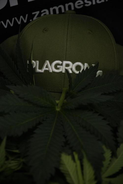 Skywalker OG Legends of the 12/12 Galaxy. Week 7 - Leafs