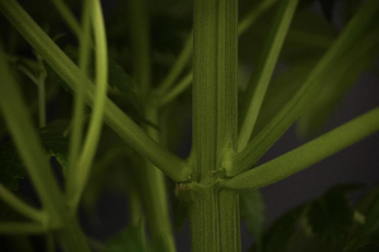 Skywalker OG Legends of the 12/12 Galaxy. Week 7 - Sky Walker OG The other before defoliation 