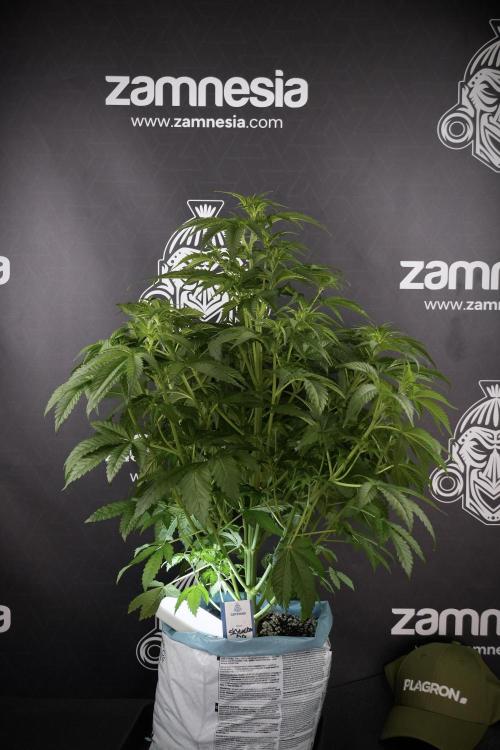 Skywalker OG Legends of the 12/12 Galaxy. Week 7 - Sky Walker OG The other before defoliation 