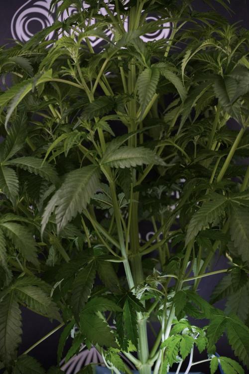 Skywalker OG Legends of the 12/12 Galaxy. Week 7 - Sky Walker OG The other before defoliation 