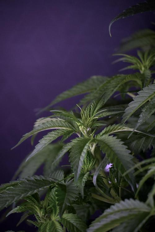 Skywalker OG Legends of the 12/12 Galaxy. Week 7 - Sky Walker OG The other before defoliation 
