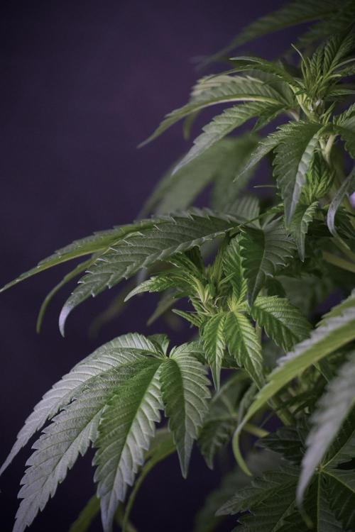 Skywalker OG Legends of the 12/12 Galaxy. Week 7 - Sky Walker OG The other before defoliation 
