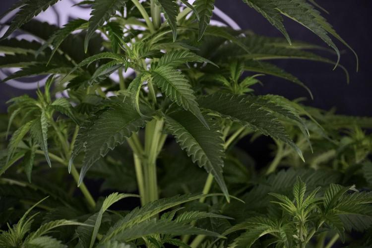 Skywalker OG Legends of the 12/12 Galaxy. Week 7 - Sky Walker OG The other before defoliation 