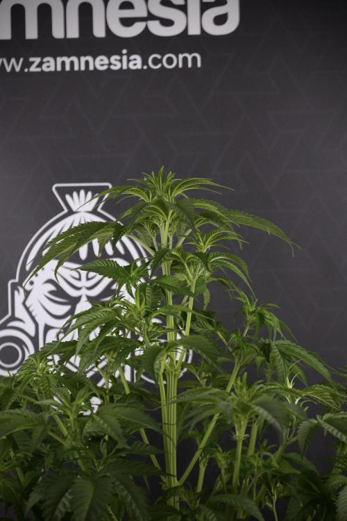 Skywalker OG Legends of the 12/12 Galaxy. Week 7 - Sky Walker OG The other before defoliation 