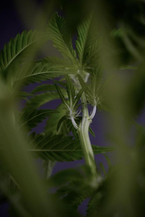 Skywalker OG Legends of the 12/12 Galaxy. Week 7 - Sky Walker OG The other before defoliation 