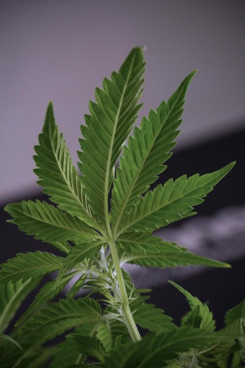 Skywalker OG Legends of the 12/12 Galaxy. Week 7 - Sky Walker OG The other before defoliation 