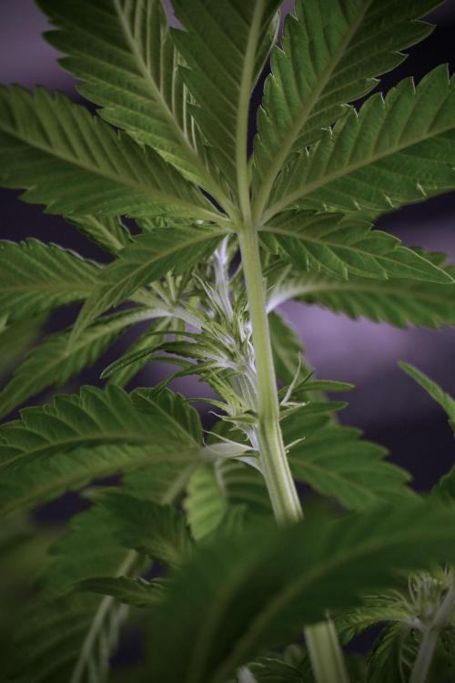 Skywalker OG Legends of the 12/12 Galaxy. Week 7 - Sky Walker OG The other before defoliation 