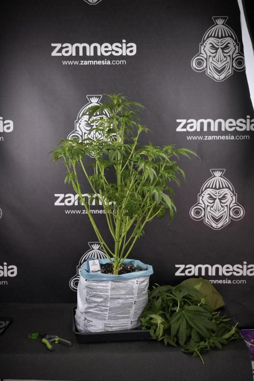 Skywalker OG Legends of the 12/12 Galaxy. Week 7 - Sky Walker OG The other after defoliation 