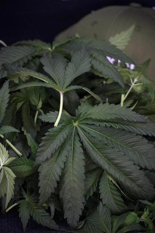 Skywalker OG Legends of the 12/12 Galaxy. Week 7 - Sky Walker OG The other after defoliation 