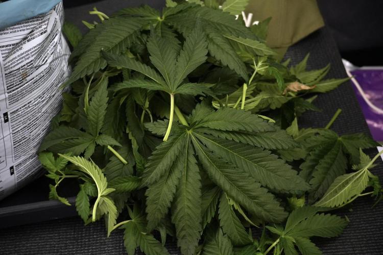 Skywalker OG Legends of the 12/12 Galaxy. Week 7 - Sky Walker OG The other after defoliation 