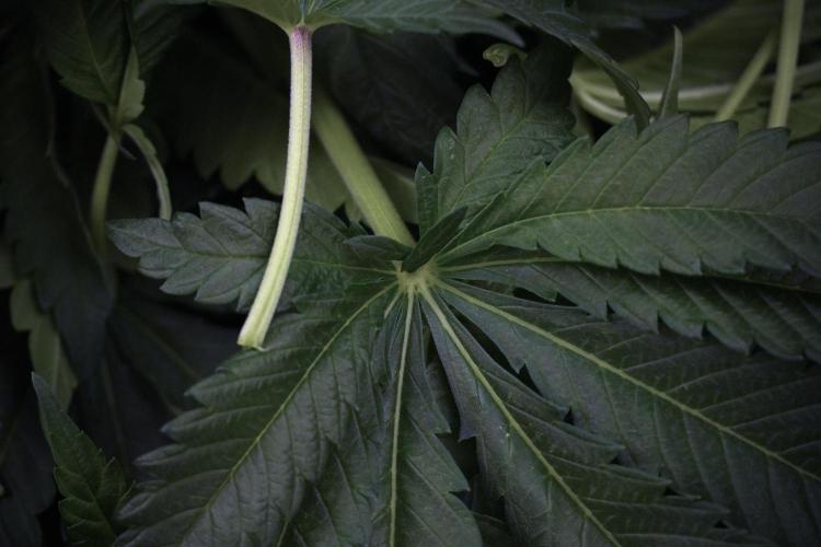 Skywalker OG Legends of the 12/12 Galaxy. Week 7 - Sky Walker OG The other after defoliation 