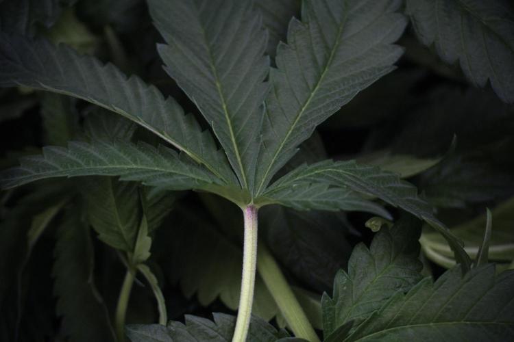 Skywalker OG Legends of the 12/12 Galaxy. Week 7 - Sky Walker OG The other after defoliation 