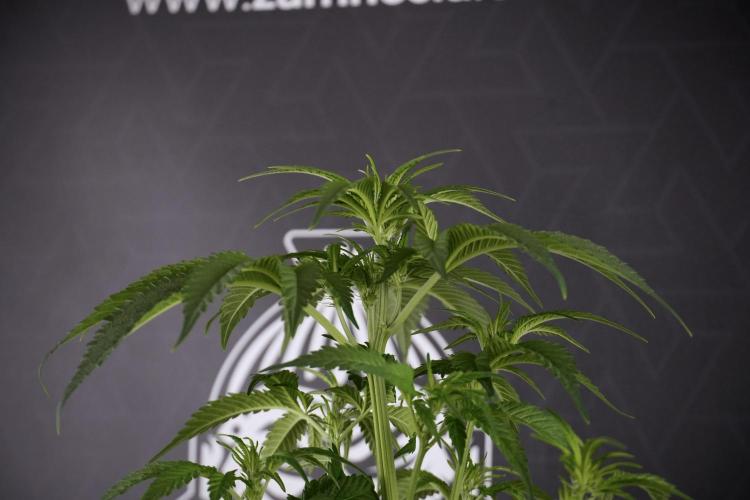 Skywalker OG Legends of the 12/12 Galaxy. Week 7 - Sky Walker OG The other after defoliation 