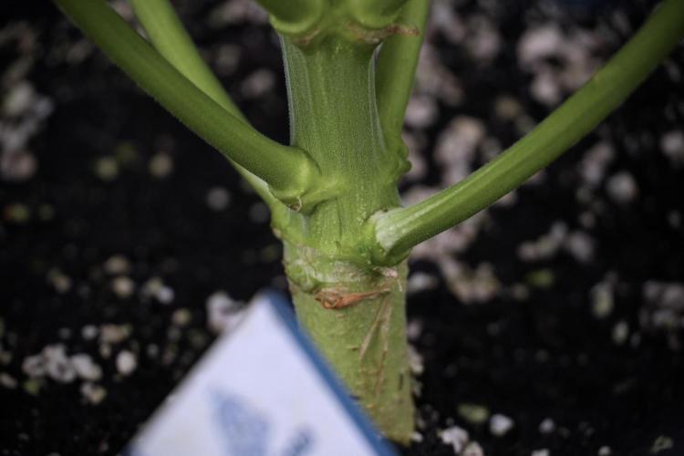 Skywalker OG Legends of the 12/12 Galaxy. Week 7 - Sky Walker OG The other after defoliation 