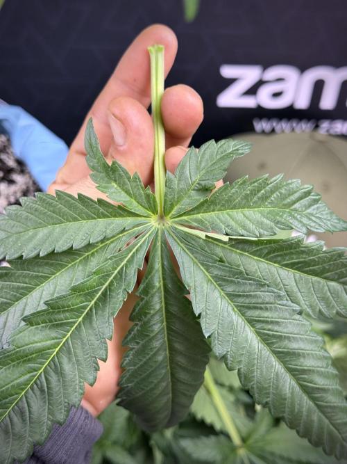 Skywalker OG Legends of the 12/12 Galaxy. Week 7 - Sky Walker OG  leafs 