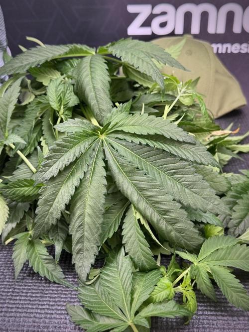 Skywalker OG Legends of the 12/12 Galaxy. Week 7 - Sky Walker OG  leafs 