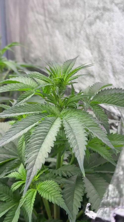 Skywalker OG Legends of the 12/12 Galaxy