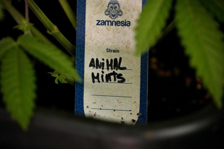 Animal Mints-Legends of the Frozen North. Week 7 - Animal Mints Before defoliation 