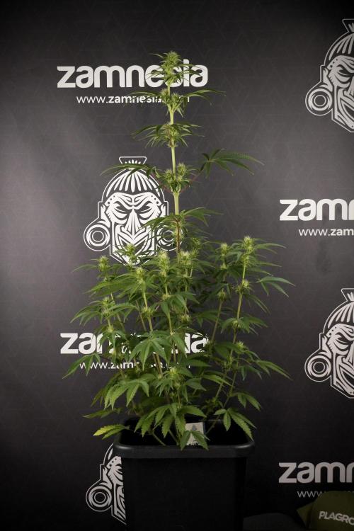 Animal Mints-Legends of the Frozen North. Week 7 - Animal Mints Before defoliation 