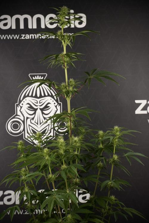 Animal Mints-Legends of the Frozen North. Week 7 - Animal Mints Before defoliation 