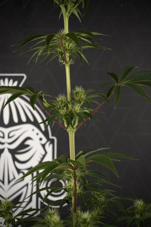Animal Mints-Legends of the Frozen North. Week 7 - Animal Mints Before defoliation 