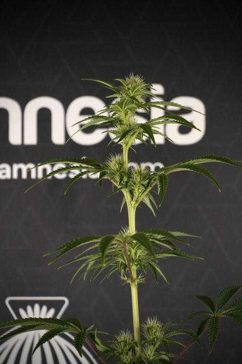 Animal Mints-Legends of the Frozen North. Week 7 - Animal Mints Before defoliation 