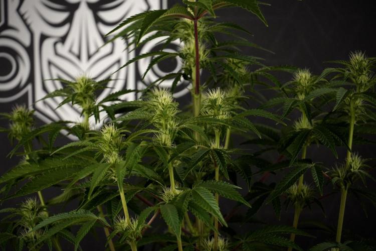 Animal Mints-Legends of the Frozen North. Week 7 - Animal Mints Before defoliation 