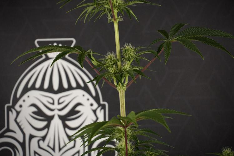 Animal Mints-Legends of the Frozen North. Week 7 - Animal Mints Before defoliation 